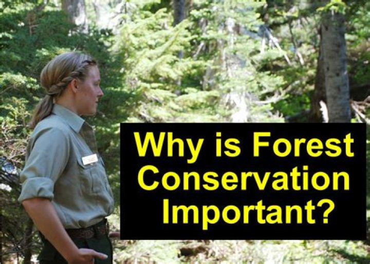 Do forest rangers get paid?