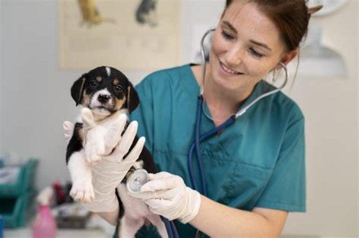 Do large animal vets make more money?