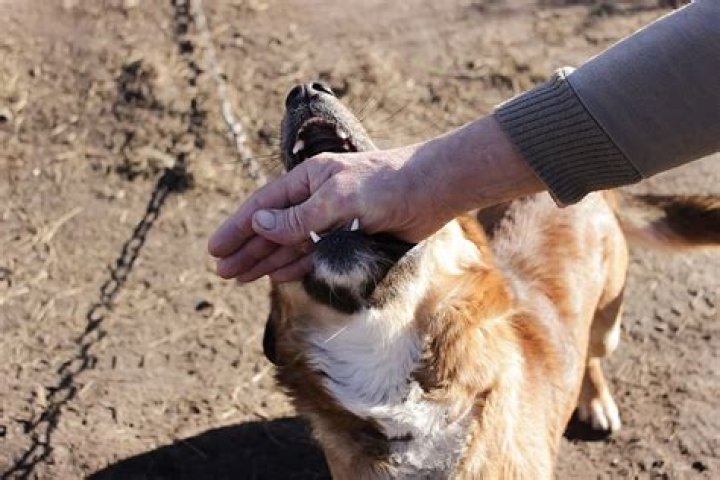 How much can you make from dog sitting?