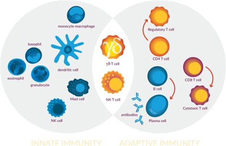What are gamma delta T cells and what do they do?