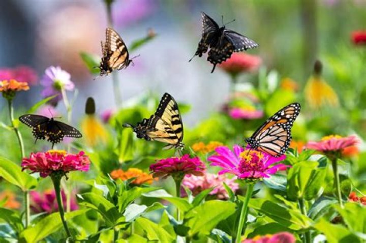 What is the answer to I enter the garden there are 34 riddle?