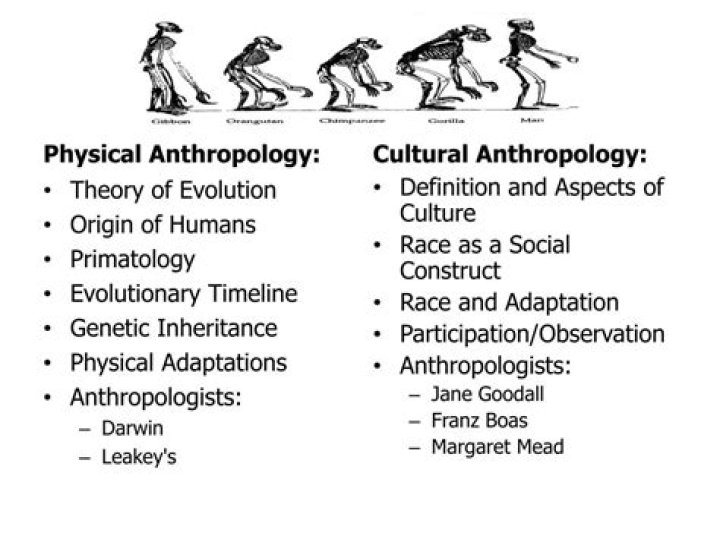 What is the study of anthropology?