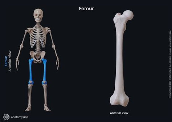 Why is the femur used to determine height?