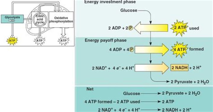 Why two ATP must be used during the energy investment phase and describe what happens in the energy payoff phase?